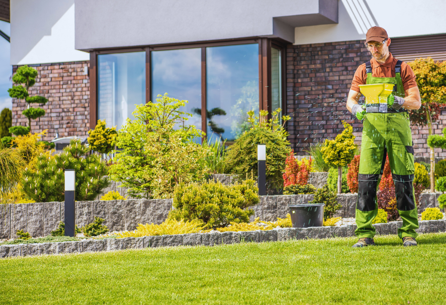 Fertilize lawn